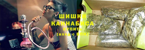 индика Ельня