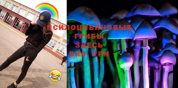 индика Ельня